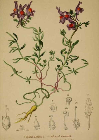 Reproducción/Reproduction 10192666966: Atlas der Alpenflora /. Wien :Eigenthum und Verlag des Deutschen und Oesterr. Alpenvereins,1882.