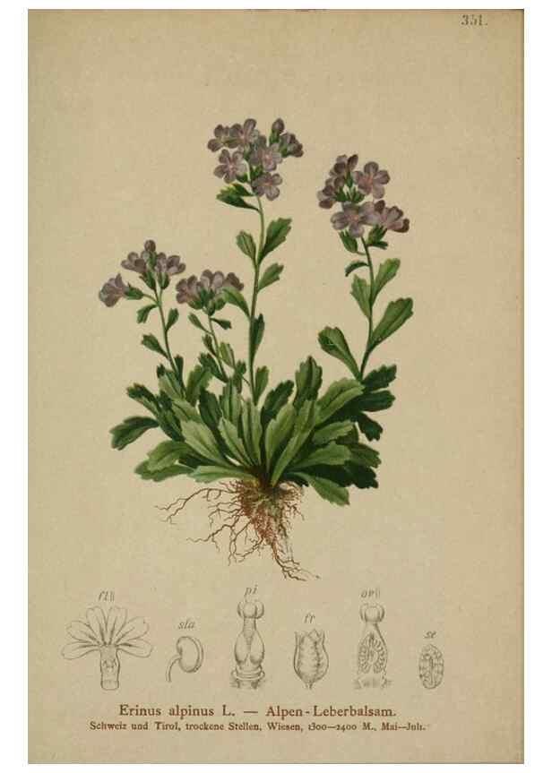 Reproducción/Reproduction 10192535794: Atlas der Alpenflora /. Wien :Eigenthum und Verlag des Deutschen und Oesterr. Alpenvereins,1882.
