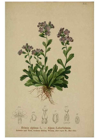 Reproducción/Reproduction 10192535794: Atlas der Alpenflora /. Wien :Eigenthum und Verlag des Deutschen und Oesterr. Alpenvereins,1882.
