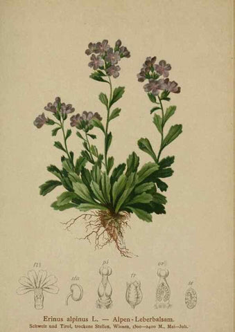 Reproducción/Reproduction 10192535794: Atlas der Alpenflora /. Wien :Eigenthum und Verlag des Deutschen und Oesterr. Alpenvereins,1882.