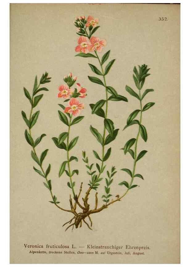 Reproducción/Reproduction 10192644695: Atlas der Alpenflora /. Wien :Eigenthum und Verlag des Deutschen und Oesterr. Alpenvereins,1882.