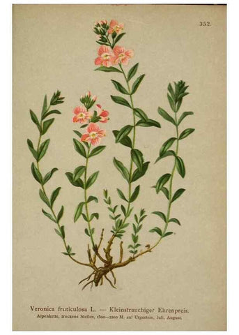 Reproducción/Reproduction 10192644695: Atlas der Alpenflora /. Wien :Eigenthum und Verlag des Deutschen und Oesterr. Alpenvereins,1882.