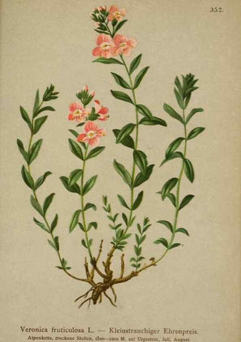Reproducción/Reproduction 10192644695: Atlas der Alpenflora /. Wien :Eigenthum und Verlag des Deutschen und Oesterr. Alpenvereins,1882.