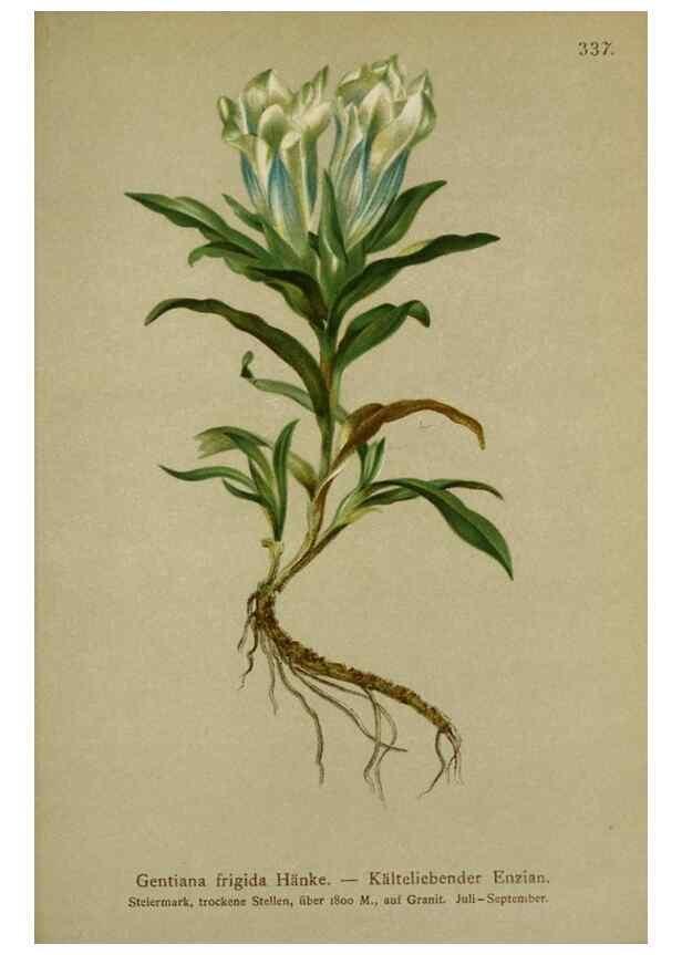 Reproducción/Reproduction 10192479864: Atlas der Alpenflora /. Wien :Eigenthum und Verlag des Deutschen und Oesterr. Alpenvereins,1882.