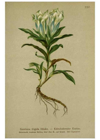 Reproducción/Reproduction 10192479864: Atlas der Alpenflora /. Wien :Eigenthum und Verlag des Deutschen und Oesterr. Alpenvereins,1882.
