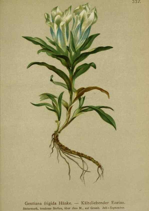 Reproducción/Reproduction 10192479864: Atlas der Alpenflora /. Wien :Eigenthum und Verlag des Deutschen und Oesterr. Alpenvereins,1882.