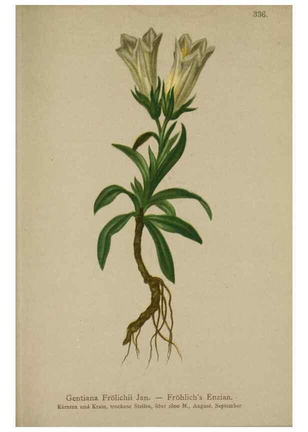 Reproducción/Reproduction 10192611036: Atlas der Alpenflora /. Wien :Eigenthum und Verlag des Deutschen und Oesterr. Alpenvereins,1882.
