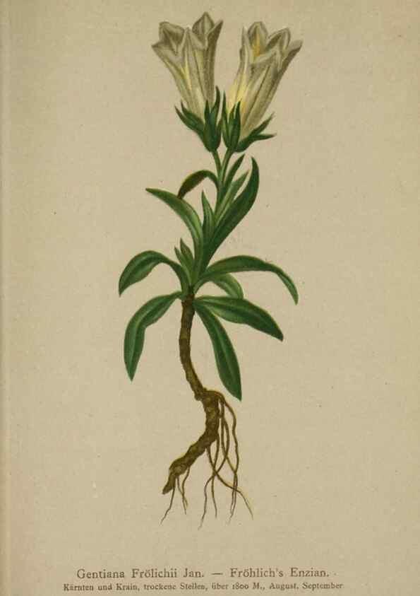 Reproducción/Reproduction 10192611036: Atlas der Alpenflora /. Wien :Eigenthum und Verlag des Deutschen und Oesterr. Alpenvereins,1882.