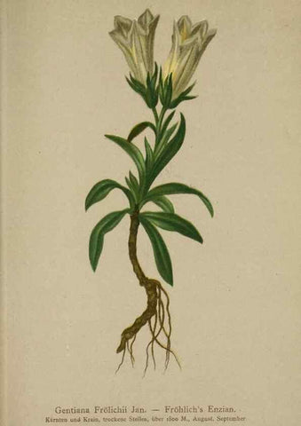 Reproducción/Reproduction 10192611036: Atlas der Alpenflora /. Wien :Eigenthum und Verlag des Deutschen und Oesterr. Alpenvereins,1882.