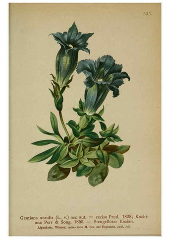 Reproducción/Reproduction 10192471914: Atlas der Alpenflora /. Wien :Eigenthum und Verlag des Deutschen und Oesterr. Alpenvereins,1882.