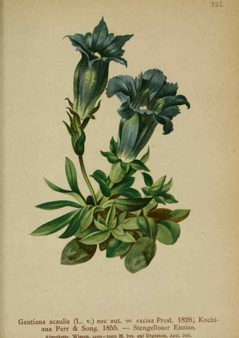 Reproducción/Reproduction 10192471914: Atlas der Alpenflora /. Wien :Eigenthum und Verlag des Deutschen und Oesterr. Alpenvereins,1882.