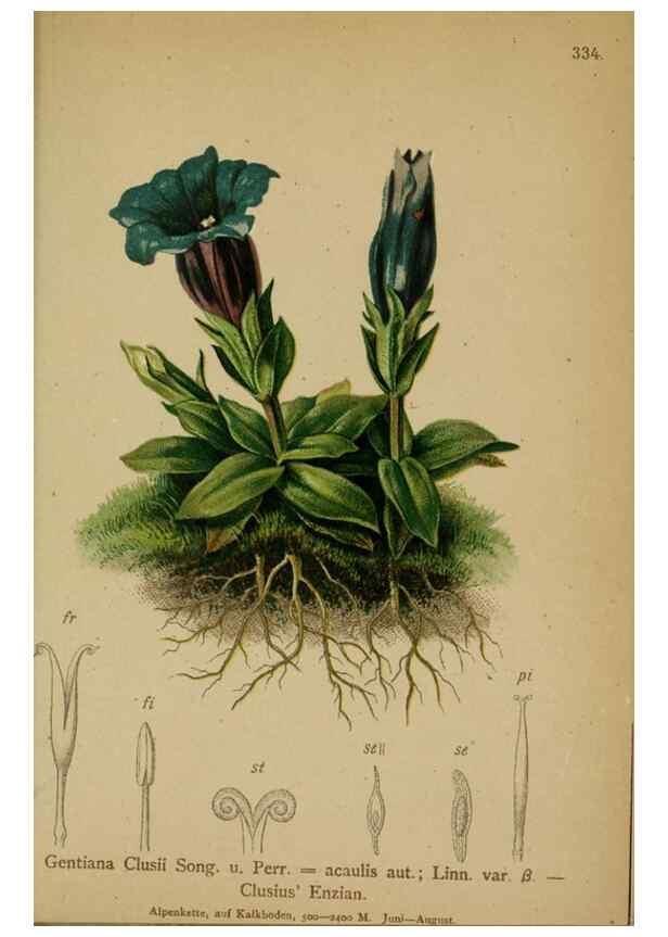 Reproducción/Reproduction 10192603286: Atlas der Alpenflora /. Wien :Eigenthum und Verlag des Deutschen und Oesterr. Alpenvereins,1882.