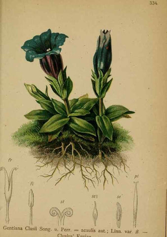 Reproducción/Reproduction 10192603286: Atlas der Alpenflora /. Wien :Eigenthum und Verlag des Deutschen und Oesterr. Alpenvereins,1882.