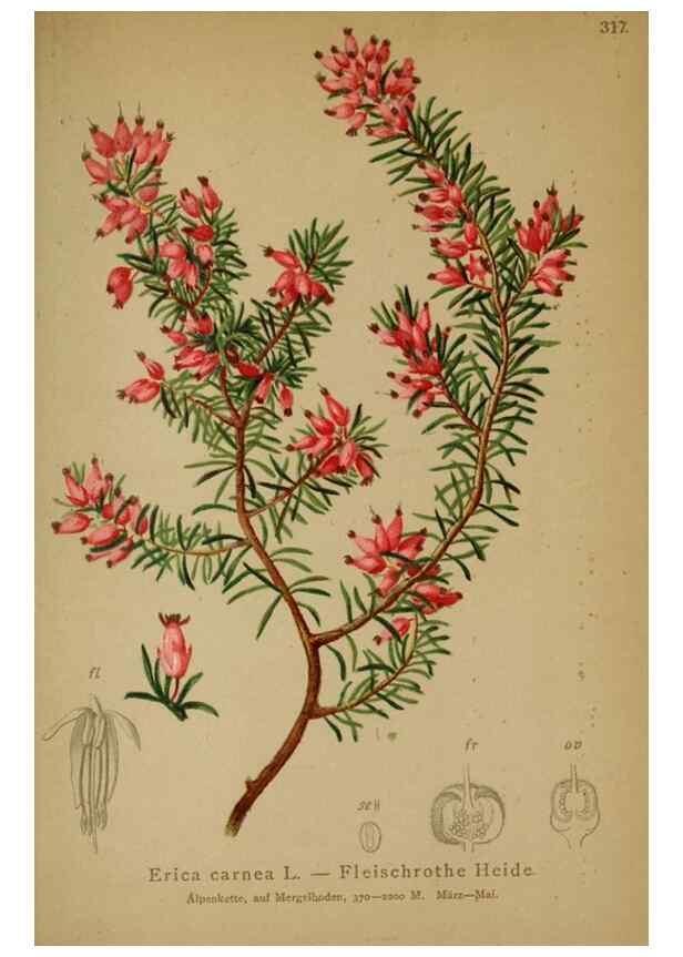 Reproducción/Reproduction 10192446335: Atlas der Alpenflora /. Wien :Eigenthum und Verlag des Deutschen und Oesterr. Alpenvereins,1882.