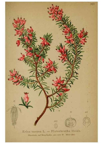 Reproducción/Reproduction 10192446335: Atlas der Alpenflora /. Wien :Eigenthum und Verlag des Deutschen und Oesterr. Alpenvereins,1882.