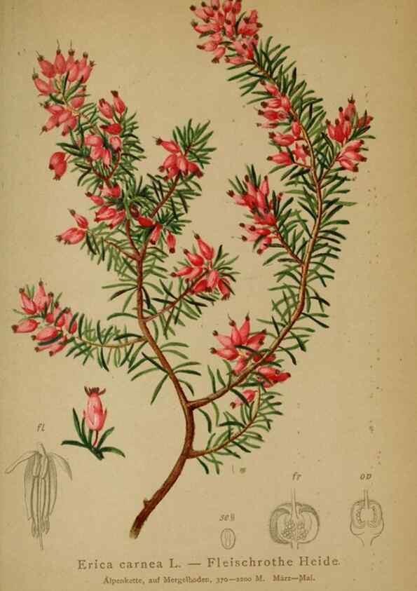 Reproducción/Reproduction 10192446335: Atlas der Alpenflora /. Wien :Eigenthum und Verlag des Deutschen und Oesterr. Alpenvereins,1882.
