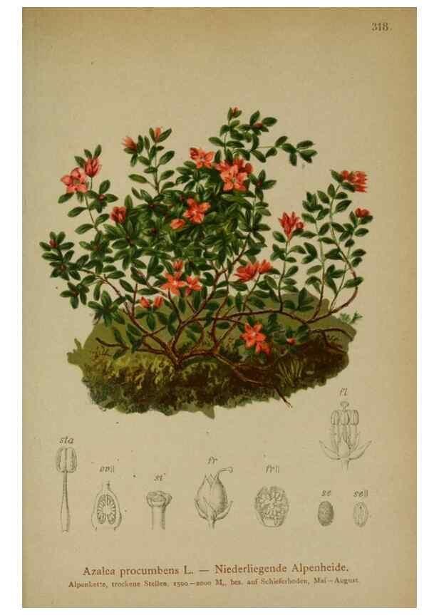 Reproducción/Reproduction 10192347374: Atlas der Alpenflora /. Wien :Eigenthum und Verlag des Deutschen und Oesterr. Alpenvereins,1882.