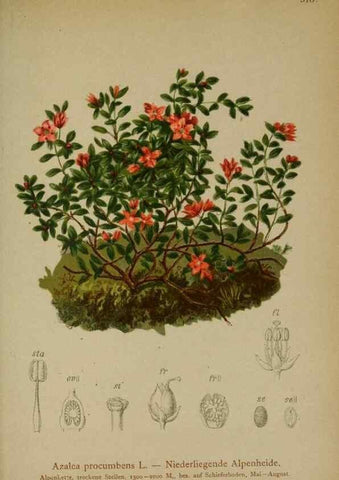 Reproducción/Reproduction 10192347374: Atlas der Alpenflora /. Wien :Eigenthum und Verlag des Deutschen und Oesterr. Alpenvereins,1882.