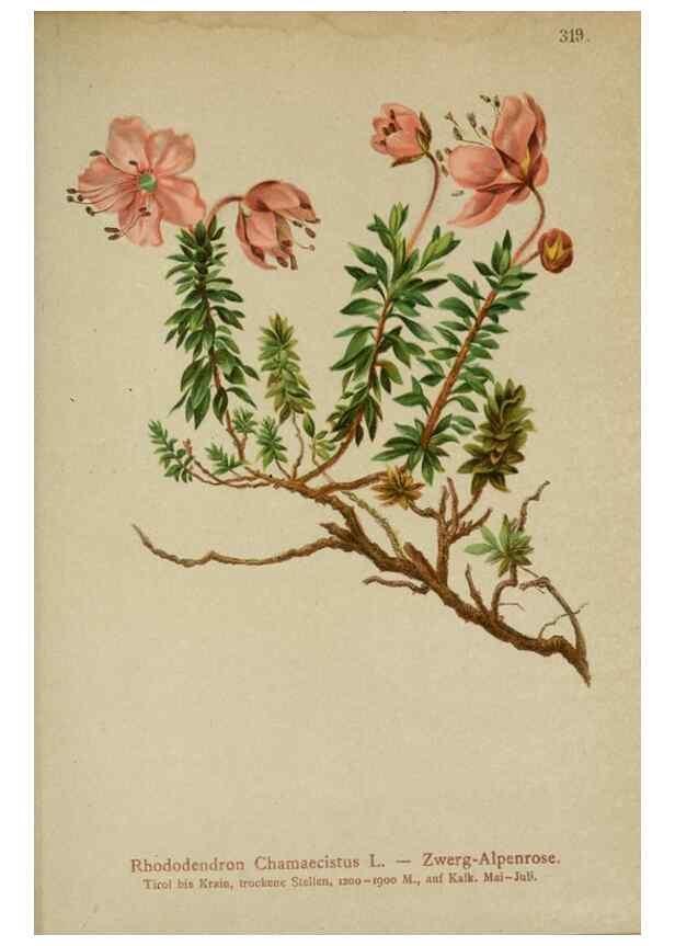 Reproducción/Reproduction 10192539903: Atlas der Alpenflora /. Wien :Eigenthum und Verlag des Deutschen und Oesterr. Alpenvereins,1882.