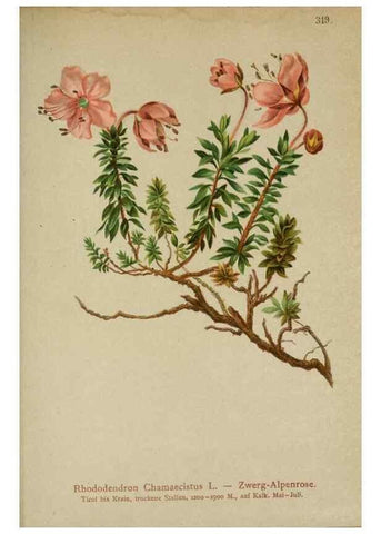 Reproducción/Reproduction 10192539903: Atlas der Alpenflora /. Wien :Eigenthum und Verlag des Deutschen und Oesterr. Alpenvereins,1882.