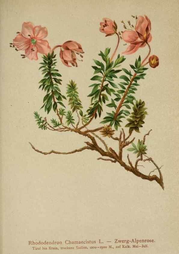 Reproducción/Reproduction 10192539903: Atlas der Alpenflora /. Wien :Eigenthum und Verlag des Deutschen und Oesterr. Alpenvereins,1882.