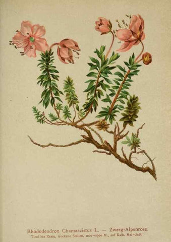 Reproducción/Reproduction 10192539903: Atlas der Alpenflora /. Wien :Eigenthum und Verlag des Deutschen und Oesterr. Alpenvereins,1882.