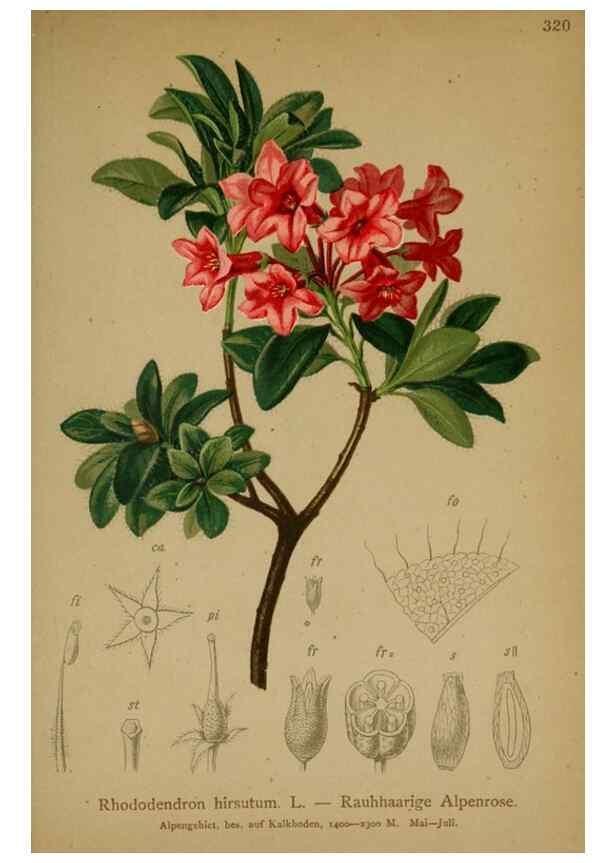 Reproducción/Reproduction 10192356284: Atlas der Alpenflora /. Wien :Eigenthum und Verlag des Deutschen und Oesterr. Alpenvereins,1882.