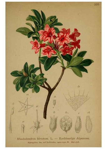 Reproducción/Reproduction 10192356284: Atlas der Alpenflora /. Wien :Eigenthum und Verlag des Deutschen und Oesterr. Alpenvereins,1882.