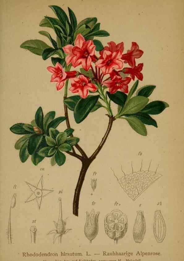 Reproducción/Reproduction 10192356284: Atlas der Alpenflora /. Wien :Eigenthum und Verlag des Deutschen und Oesterr. Alpenvereins,1882.