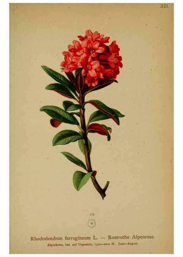 Reproducción/Reproduction 10192548323: Atlas der Alpenflora /. Wien :Eigenthum und Verlag des Deutschen und Oesterr. Alpenvereins,1882.