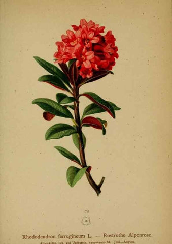 Reproducción/Reproduction 10192548323: Atlas der Alpenflora /. Wien :Eigenthum und Verlag des Deutschen und Oesterr. Alpenvereins,1882.