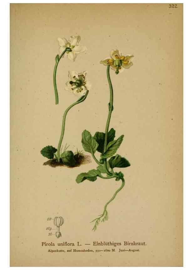Reproducción/Reproduction 10192500746: Atlas der Alpenflora /. Wien :Eigenthum und Verlag des Deutschen und Oesterr. Alpenvereins,1882.