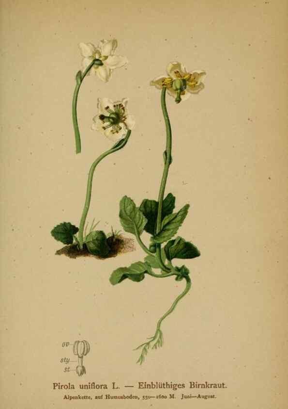 Reproducción/Reproduction 10192500746: Atlas der Alpenflora /. Wien :Eigenthum und Verlag des Deutschen und Oesterr. Alpenvereins,1882.