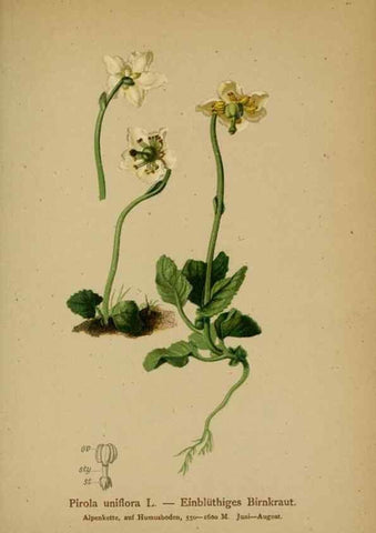 Reproducción/Reproduction 10192500746: Atlas der Alpenflora /. Wien :Eigenthum und Verlag des Deutschen und Oesterr. Alpenvereins,1882.