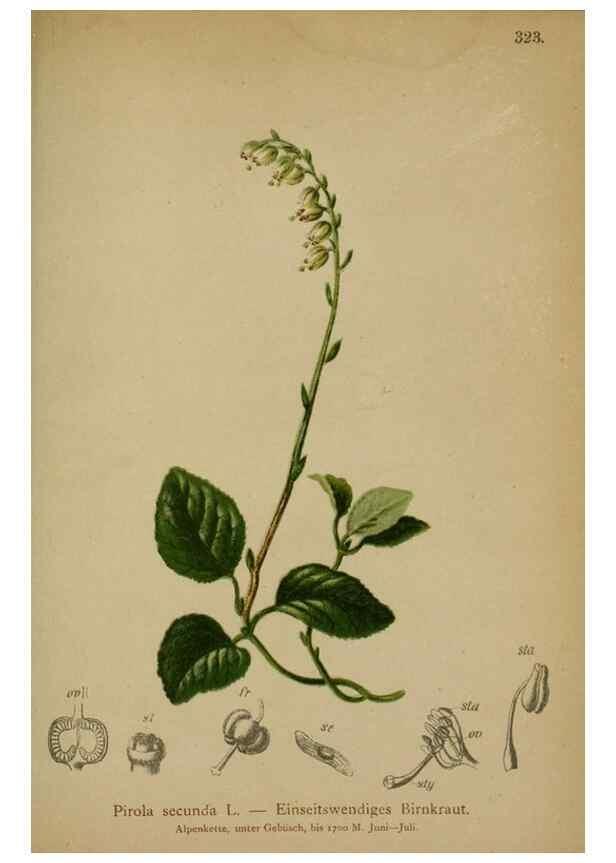 Reproducción/Reproduction 10192504336: Atlas der Alpenflora /. Wien :Eigenthum und Verlag des Deutschen und Oesterr. Alpenvereins,1882.