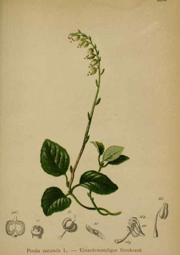 Reproducción/Reproduction 10192504336: Atlas der Alpenflora /. Wien :Eigenthum und Verlag des Deutschen und Oesterr. Alpenvereins,1882.
