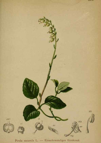 Reproducción/Reproduction 10192504336: Atlas der Alpenflora /. Wien :Eigenthum und Verlag des Deutschen und Oesterr. Alpenvereins,1882.