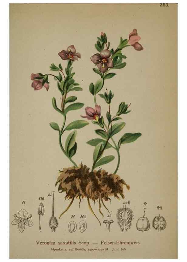 Reproducción/Reproduction 10192543614: Atlas der Alpenflora /. Wien :Eigenthum und Verlag des Deutschen und Oesterr. Alpenvereins,1882.