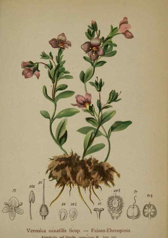 Reproducción/Reproduction 10192543614: Atlas der Alpenflora /. Wien :Eigenthum und Verlag des Deutschen und Oesterr. Alpenvereins,1882.