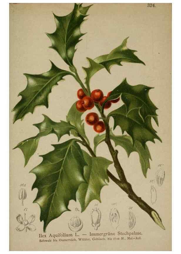 Reproducción/Reproduction 10192508276: Atlas der Alpenflora /. Wien :Eigenthum und Verlag des Deutschen und Oesterr. Alpenvereins,1882.