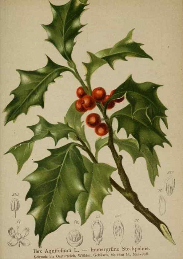 Reproducción/Reproduction 10192508276: Atlas der Alpenflora /. Wien :Eigenthum und Verlag des Deutschen und Oesterr. Alpenvereins,1882.