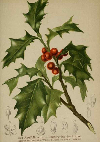 Reproducción/Reproduction 10192508276: Atlas der Alpenflora /. Wien :Eigenthum und Verlag des Deutschen und Oesterr. Alpenvereins,1882.