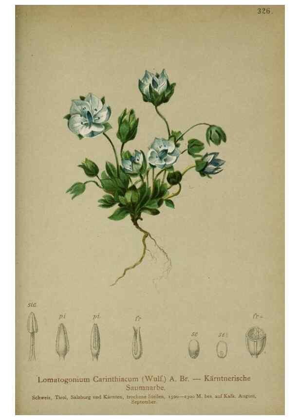 Reproducción/Reproduction 10192567873: Atlas der Alpenflora /. Wien :Eigenthum und Verlag des Deutschen und Oesterr. Alpenvereins,1882.