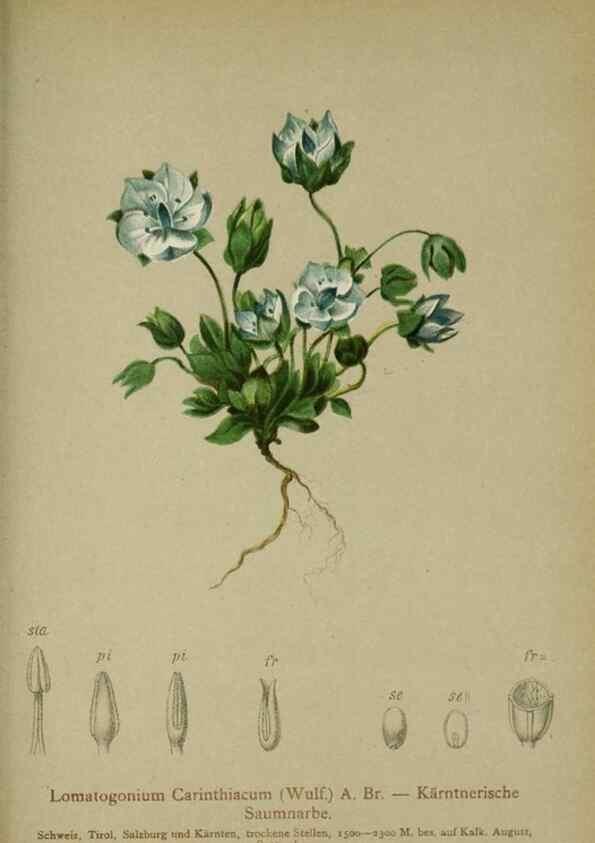 Reproducción/Reproduction 10192567873: Atlas der Alpenflora /. Wien :Eigenthum und Verlag des Deutschen und Oesterr. Alpenvereins,1882.