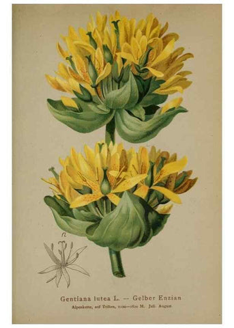 Reproducción/Reproduction 10192520176: Atlas der Alpenflora /. Wien :Eigenthum und Verlag des Deutschen und Oesterr. Alpenvereins,1882.