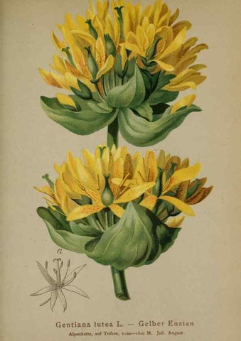 Reproducción/Reproduction 10192520176: Atlas der Alpenflora /. Wien :Eigenthum und Verlag des Deutschen und Oesterr. Alpenvereins,1882.