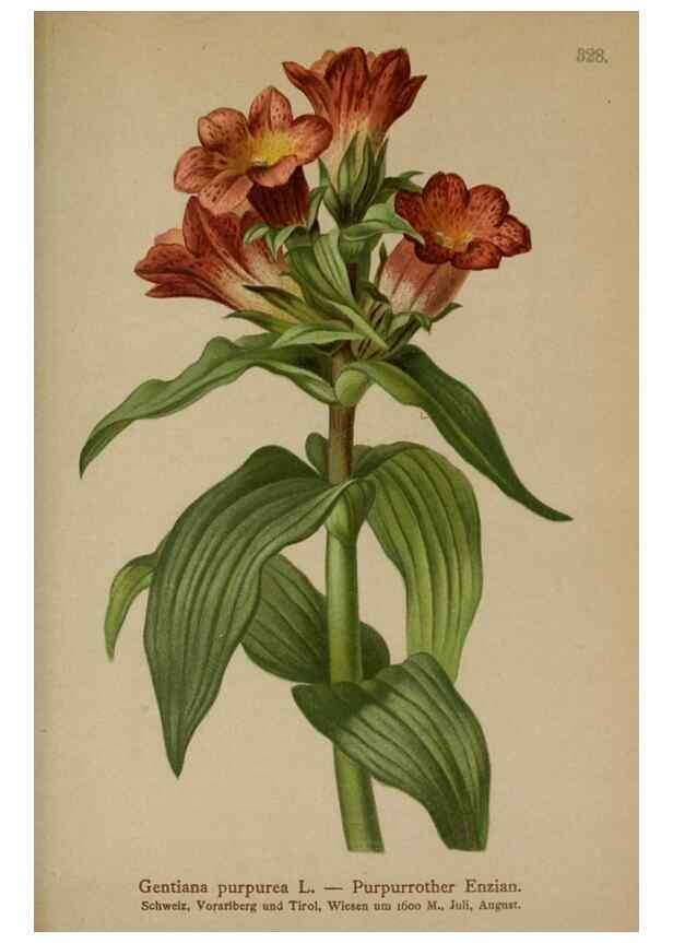 Reproducción/Reproduction 10192523366: Atlas der Alpenflora /. Wien :Eigenthum und Verlag des Deutschen und Oesterr. Alpenvereins,1882.