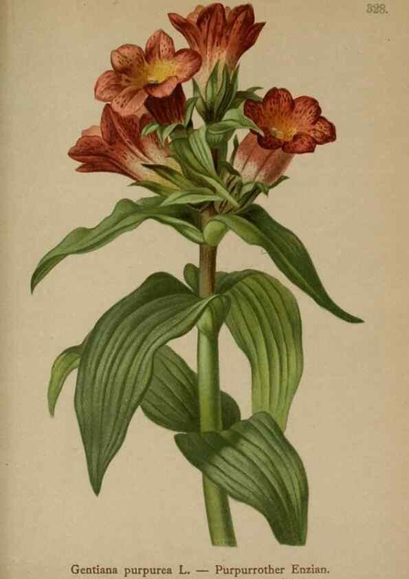 Reproducción/Reproduction 10192523366: Atlas der Alpenflora /. Wien :Eigenthum und Verlag des Deutschen und Oesterr. Alpenvereins,1882.