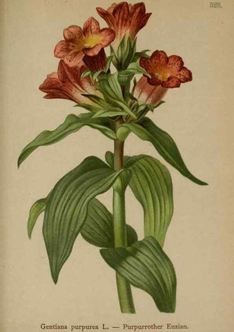 Reproducción/Reproduction 10192523366: Atlas der Alpenflora /. Wien :Eigenthum und Verlag des Deutschen und Oesterr. Alpenvereins,1882.