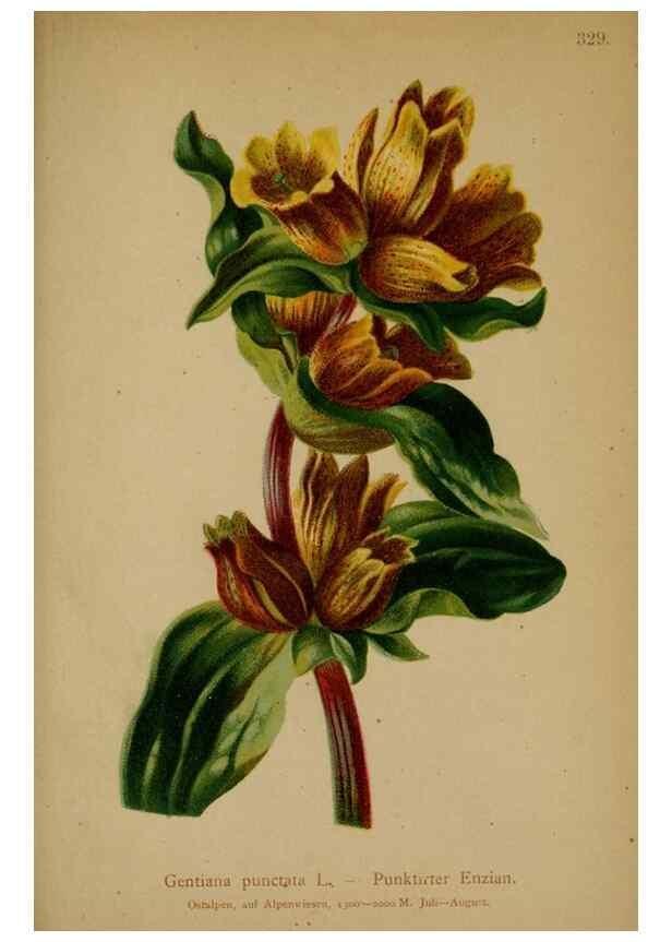 Reproducción/Reproduction 10192494955: Atlas der Alpenflora /. Wien :Eigenthum und Verlag des Deutschen und Oesterr. Alpenvereins,1882.